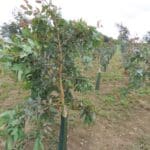 SRF Eucalyptus at Cockle Park Farm, June 2025