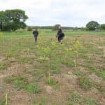 SRF Black Locust 'Turbo' at Cockle Park Farm, June 2025