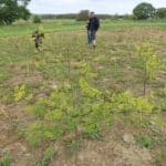 SRF Black Locust 'Turbo' at Cockle Park Farm, June 2025