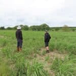 0.5ha Miscanthus giganteus, Cockle Park Farm, June 2025