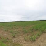 0.5ha Miscanthus Athena, Cockle Park Farm, June 2025