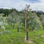 SRF Eucalyptus at Cockle Park Farm, June 2025