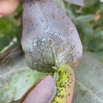 SRF Eucalyptus at Hillsborough, June 2025