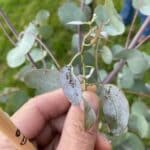 SRF Eucalyptus at Hillsborough, June 2025
