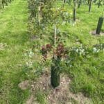 SRF Eucalyptus at Hillsborough, June 2025