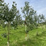 SRF Poplar, Hillsborough, June 2025