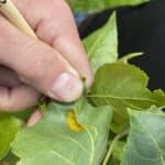 SRF Poplar, Hillsborough, June 2025