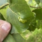 SRF Poplar, Hillsborough, June 2025