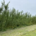 Willow variety trial Hillsborough, June 2025