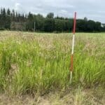 Reed Canary Grass, Hillsborough, June 2025