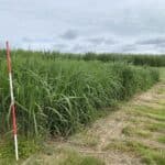 2023 Miscanthus variety Trial, Hillsborough, June 2025