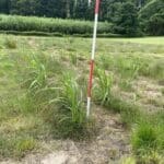 2024 Miscanthus variety Trial, Hillsborough, June 2025