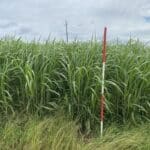 0.5ha Miscanthus giganteus, Hillsborough, June 2025