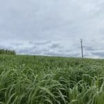 0.5ha Miscanthus giganteus, Hillsborough, June 2025