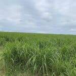 0.5ha Miscanthus giganteus, Hillsborough, June 2025