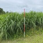 0.5ha Miscanthus Athena, Hillsborough, June 2025