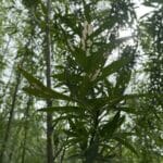 0.5ha SRC Willow, Hillsborough, June 2025