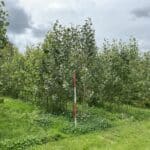 SRC Poplar, Hillsborough, June 2025