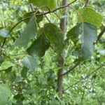 SRC Poplar, Hillsborough, June 2025