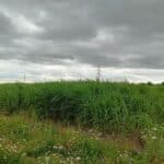 2023 Miscanthus variety Trial, Headley Hall, June 2025