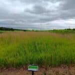 Reed Canary Grass, Hillsborough, June 2025