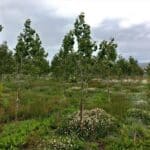 SRF Poplar, Boghall, June 2025