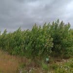 SRC Poplar, Headley Hall, June 2025