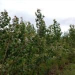 SRC Poplar, Boghall, June 2025