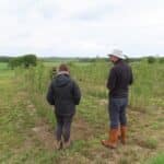 SRC Poplar, Cockle Park Farm, June 2025