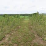 SRC Poplar, Cockle Park Farm, June 2025