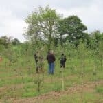 SRF Italian Poplar, Cockle Park Farm, June 2025