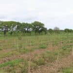 SRF Italian Poplar, Cockle Park Farm, June 2025