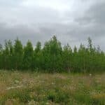 SRF Poplar, Headley Hall, June 2025