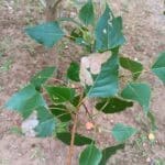SRF Poplar Leaf, Headley Hall, June 2025
