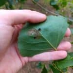 SRF Poplar leaf holes and bug, Headley Halll, June 2025
