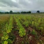 Sida plug plants, Boghall, June 2025