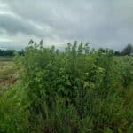 Sida Rhizomes, Boghall, June 2025
