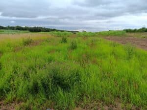 Switchgrass, Headley Hall, June 0225