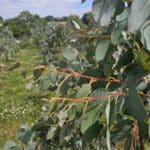 Pests on Eucalyptus at Chesham