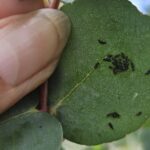 Pests on Eucalyptus at Chesham