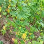Yellow Leaves on Sida, Headley Hall, June 2025