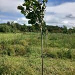 Italian Poplar at Auchincruive