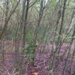 Sawfly damage in willow, Boghall.
