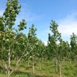 SRF Poplar, Auchincruive, June 2025