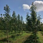 SRF Poplar, Auchincruive, June 2025