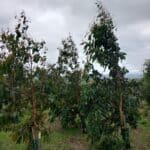 Eucalyptus at Boghall