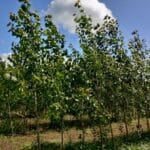 SRC Poplar, Auchincruive, June 2025