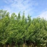 Willow, Auchincruive, June 2025
