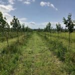Italian Poplar, Auchincruiver, June 2025