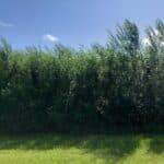 Willow. Auchincruive, June 2025